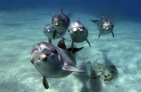 Delfinschwimmen am Roten Meer in Eilat